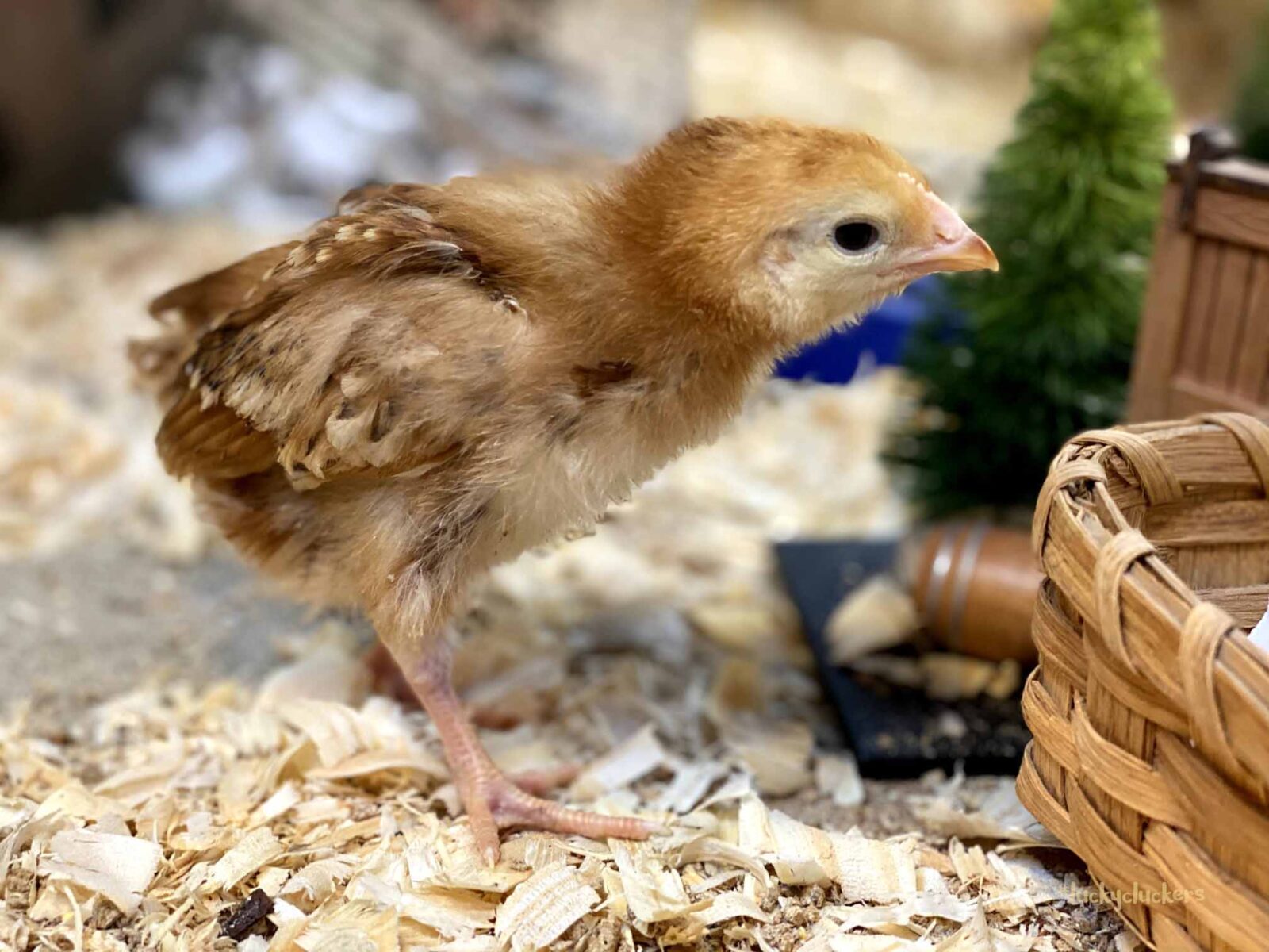 rhode island red chicks in their awkward stage image