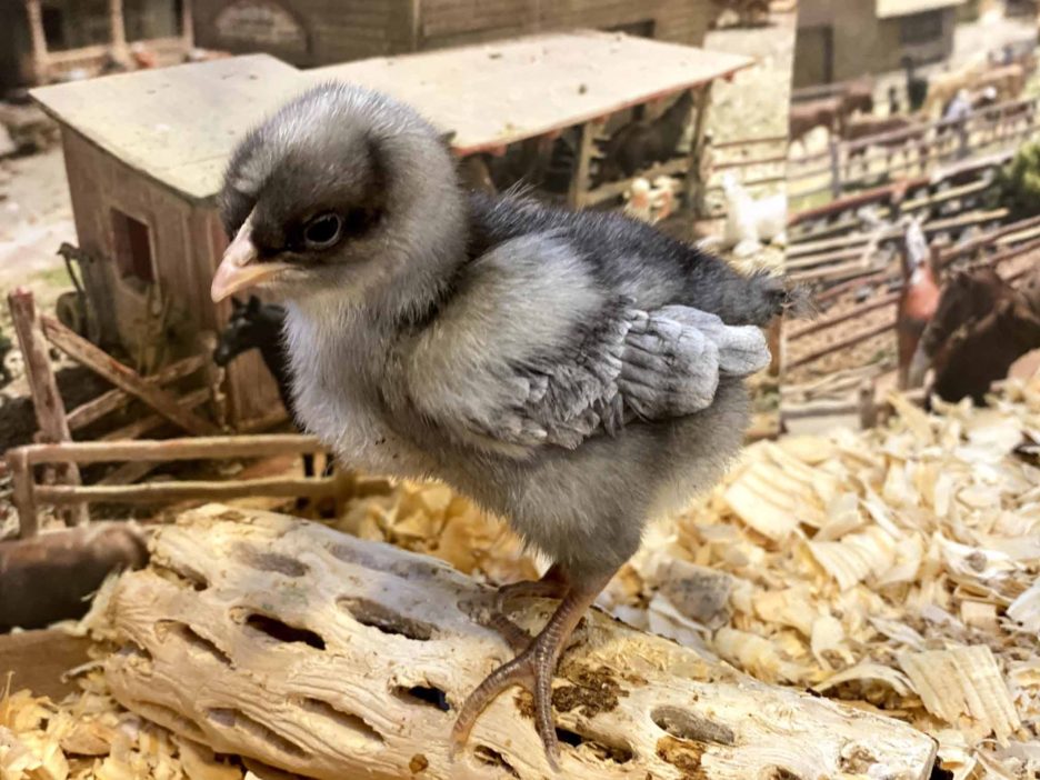 sapphire gem chicken sapphire gem chicken