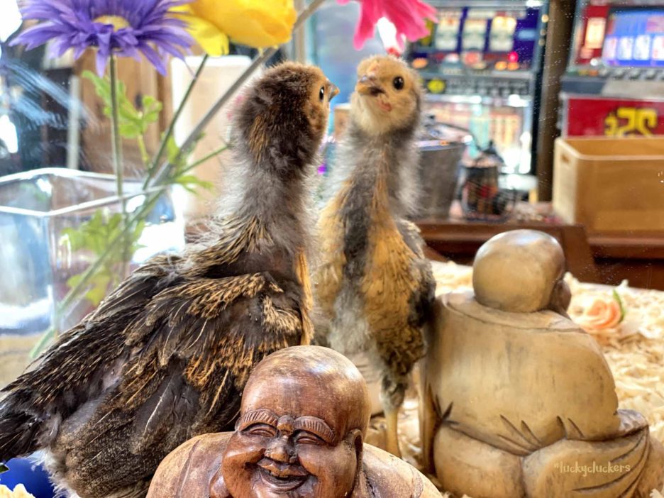 Big Bird