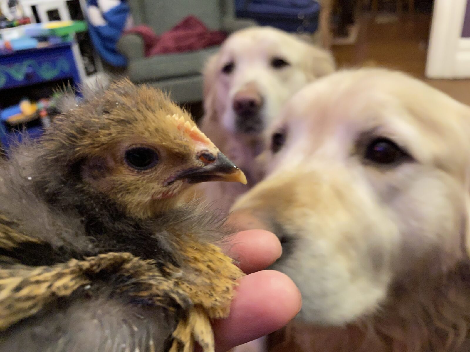 Golden retriever deals and chickens