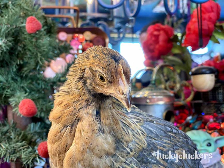 Closeups of Frick the Chick