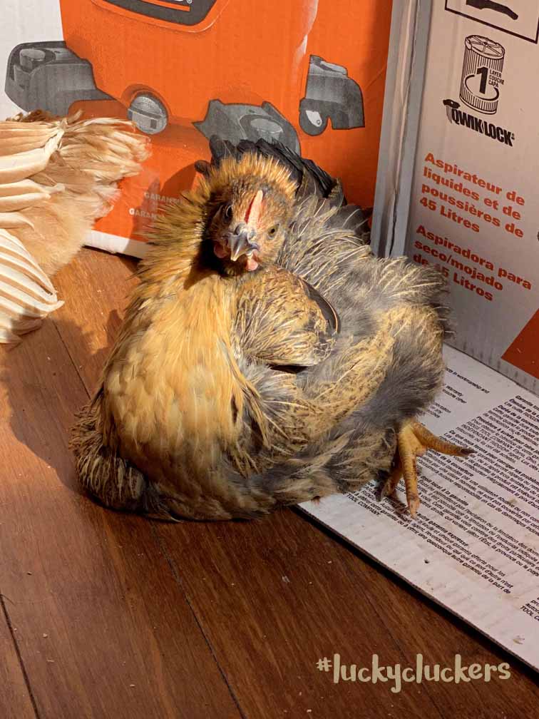 Somerset woman posts pictures of the monster egg her chicken laid