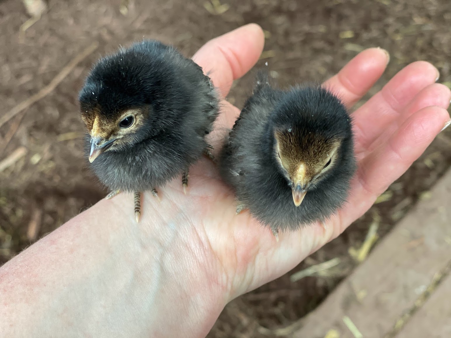 Silkie Broody Mama gets 4 new Chicks picture
