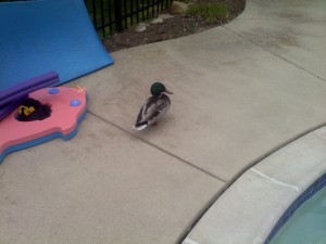 Ducks Around the Pool