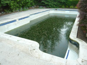 Here's a green gunite pool that could use an acid wash or a marcite renovation