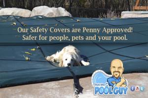 Safety Cover and Penny the dog