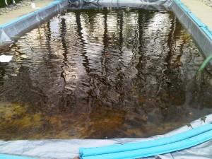 Lovely pool cover with waterbags