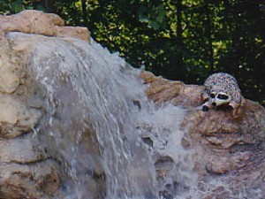 racoonwaterfall