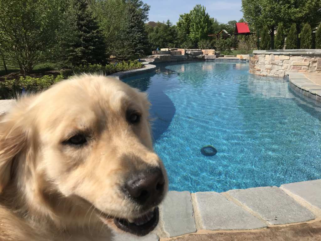 Shelby Township Michigan Hybrid Pool by Legendary Escapes with Bob Golden Retriever