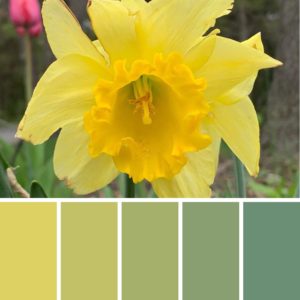Color Palette Yellow Daffodils Legendary Escapes Pools